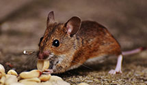 24 Hour & Emergency Exterminators in Pershing, NJ